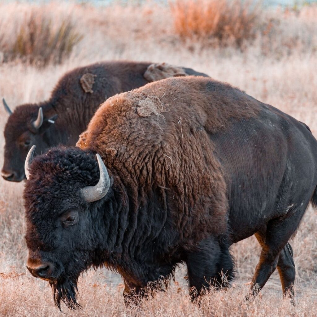 Bison Conservation Campout